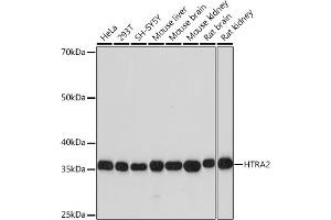 Western blot analysis of extracts of various cell lines, using HTR Rabbit mAb (ABIN7267788) at 1:1000 dilution. (HTRA2 antibody)