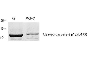 Western Blot analysis of KB(1), MCF-7(2), diluted at 1:1000. (Caspase 3 p12 (AA 130-210), (Cleaved-Asp175) antibody)