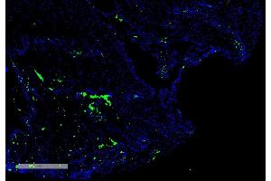 Immunohistochemistry analysis using Mouse Anti-Citrulline Monoclonal Antibody, Clone 2D3. (Citrulline antibody  (PerCP))