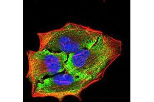 Immunofluorescence (IF) image for anti-Amyloid beta (A4) Precursor Protein-Binding, Family A, Member 2 (APBA2) (AA 15-158) antibody (ABIN5542601)