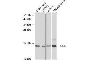Western blot analysis of extracts of various cell lines using CST3 Polyclonal Antibody at dilution of 1:1000. (CST3 antibody)