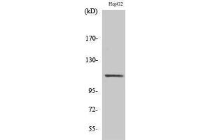 Western Blotting (WB) image for anti-Signal Transducer and Activator of Transcription 2, 113kDa (STAT2) (Tyr1221), (Tyr1222) antibody (ABIN3187080) (STAT2 antibody  (Tyr1221, Tyr1222))