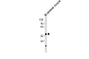 Western blot analysis of lysate from mouse skeletal muscle tissue, using Dbx1 Antibody (C-term) (ABIN6243427 and ABIN6577688). (DBX1 antibody  (C-Term))
