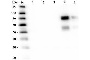 Western Blot of Anti-Rat IgM (mu chain) (RABBIT) Antibody . (Rabbit anti-Rat IgM (Heavy Chain) Antibody - Preadsorbed)