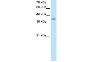 ACTR2 antibody used at 2. (ACTR2 antibody)