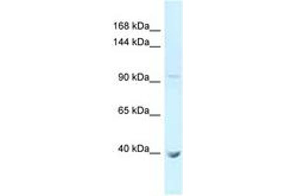 PCDHA11 anticorps  (AA 171-220)