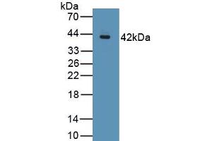 Detection of Recombinant MUC2, Porcine using Polyclonal Antibody to Mucin 2 (MUC2) (MUC2 antibody  (AA 36-351))