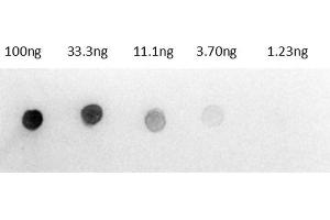 Dot Blot results of Rabbit Anti-Rat IgG Antibody Alkaline Phosphatase Conjugate.