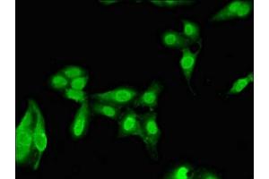 Immunofluorescent analysis of Hela cells using ABIN7161844 at dilution of 1:100 and Alexa Fluor 488-congugated AffiniPure Goat Anti-Rabbit IgG(H+L) (NARF antibody  (AA 10-41))