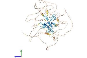 AlphaFold protein structure predicition of Human Recombinant BNC1 Protein, UniprotID Q01954