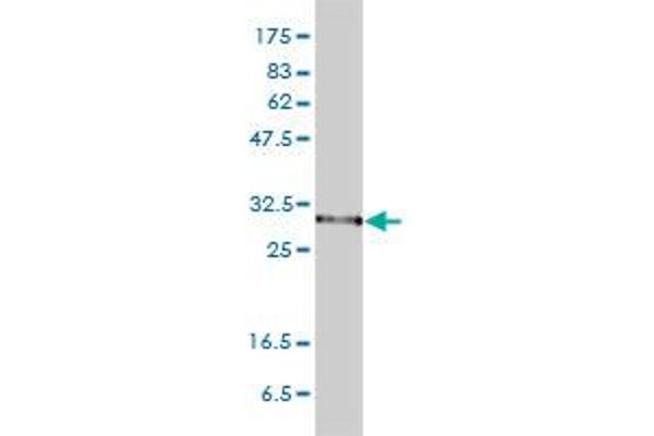 PSMA1 antibody  (AA 1-263)