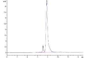 The purity of Cynomolgus AMIGO2 is greater than 95 % as determined by SEC-HPLC.