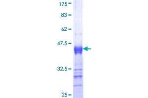 ITPKB Protein (AA 545-643) (GST tag)