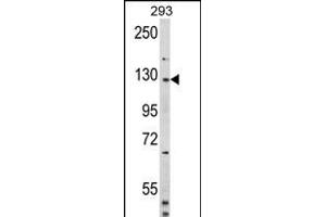 Western blot analysis of DM2 (Human N-term) (ABIN391860 and ABIN2841691) in 293 cell line lysates (35 μg/lane). (DAAM2 antibody  (N-Term))