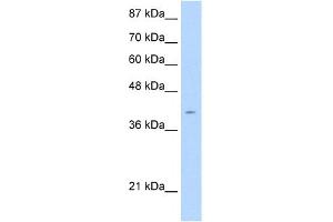 WB Suggested Anti-AGER Antibody Titration:  2. (RAGE antibody  (C-Term))