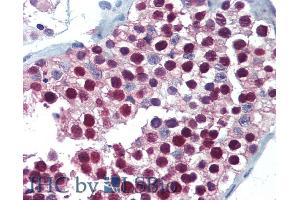 ABIN263146 (5µg/ml) staining of paraffin embedded Human Testis. (FOXP2 antibody  (C-Term))