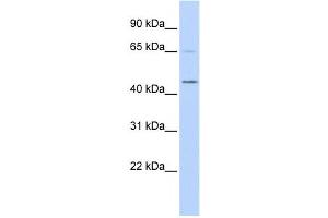 Western Blotting (WB) image for anti-Histone H4 Transcription Factor (HINFP) antibody (ABIN2457960)