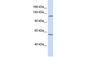 Western Blotting (WB) image for anti-PHD Finger Protein 12 (PHF12) antibody (ABIN2459410) (PHF12 antibody)