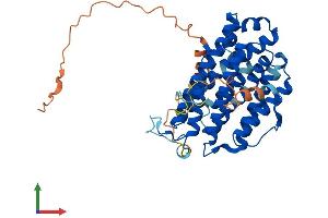 Protein Structure (PS) image for Ribonucleotide Reductase M2 (RRM2) (AA 1-390) protein (His tag) (ABIN7562833)