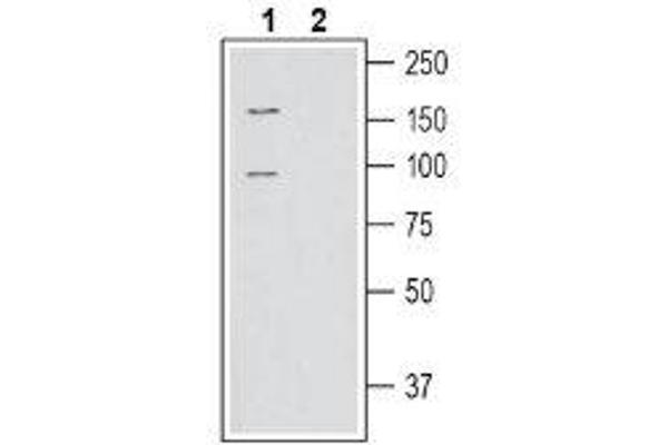 SLC6A15 antibody  (C-Term, Intracellular)