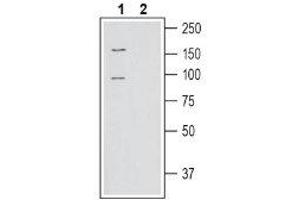 SLC6A15 抗体  (C-Term, Intracellular)