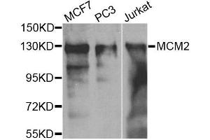 Western blot analysis of extracts of various cell lines, using MCM2 antibody. (MCM2 antibody  (AA 360-700))