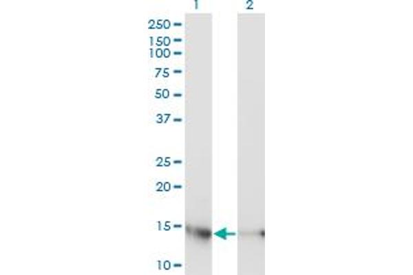 UBE2D3 antibody  (AA 1-147)