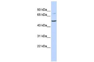 Western Blotting (WB) image for anti-Bile Acid CoA: Amino Acid N-Acyltransferase (Glycine N-Choloyltransferase) (BAAT) antibody (ABIN2458950) (BAAT antibody)