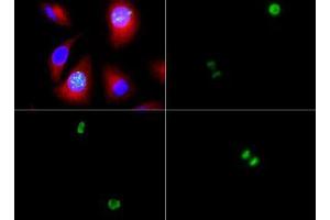 Immunofluorescence of Rabbit Anti-Histone H3 [p Ser10] Antibody. (Histone 3 antibody  (pSer10))