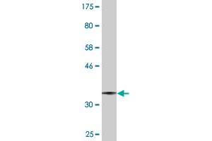 Western Blot detection against Immunogen (36. (UGCG antibody  (AA 33-131))