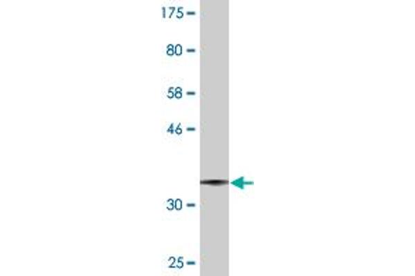 UGCG antibody  (AA 33-131)