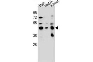 Western blot analysis of LRRC28 Antibody (C-term) in A549, HepG2 cell line and mouse heart tissue lysates (35ug/lane). (LRRC28 antibody  (C-Term))