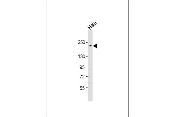 XRN1 antibody  (C-Term)