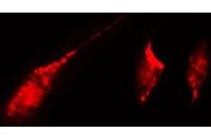 ABIN6272347 staining A549 by IF/ICC. (KIF20B antibody  (N-Term))