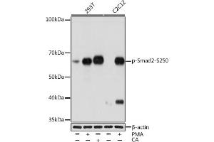 Western blot analysis of extracts of various cell lines, using Phospho-Smad2-S250 Rabbit mAb (ABIN7270345) at 1:1000 dilution. (SMAD2 antibody  (pSer250))