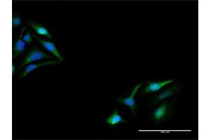 Immunofluorescence of purified MaxPab antibody to KPNA5 on HeLa cell. (KPNA5 antibody  (AA 1-539))
