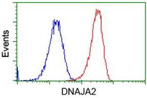Image no. 5 for anti-DnaJ (Hsp40) Homolog, Subfamily A, Member 2 (DNAJA2) antibody (ABIN1497861) (DNAJA2 antibody)