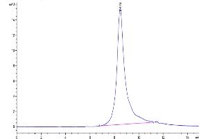 The purity of Human Siglec-6 is greater than 95 % as determined by SEC-HPLC.