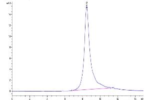 The purity of Human Siglec-6 is greater than 95 % as determined by SEC-HPLC. (SIGLEC6 Protein (AA 27-331) (His-Avi Tag))