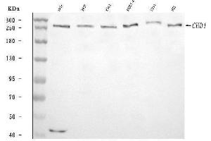 Western blot analysis of CHD1 using anti-CHD1 antibody (ABIN7602361).