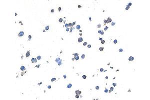 Immunocytochemistry (ICC) image for anti-Lymphocyte-Activation Gene 3 (LAG3) (AA 23-450) antibody (ABIN7455196)