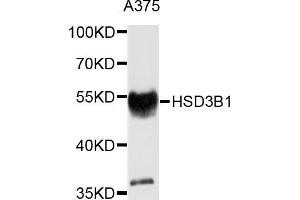Western blot analysis of extracts of A-375 cells, using HSD3B1 antibody (ABIN5975691) at 1/1000 dilution. (HSD3B1 antibody)