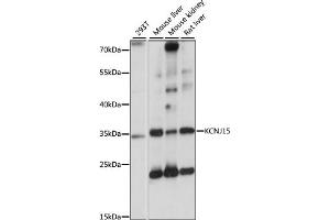Western blot analysis of extracts of various cell lines, using KCNJ15 antibody (ABIN7269475) at 1:1000 dilution. (KCNJ15 antibody  (AA 221-375))