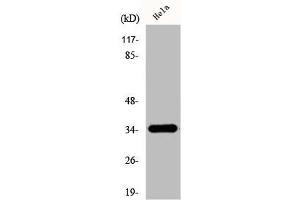 OR51E1 抗体  (C-Term)