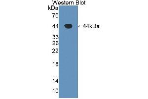 Western Blot; Sample: Recombinant protein. (GOT1 antibody  (AA 1-413))