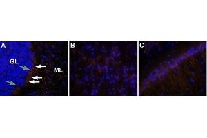 Expression of OX2R in rat brain - Immunohistochemical staining of rat brain using Anti-Orexin Receptor 2 Antibody (ABIN7043029, ABIN7044885 and ABIN7044886), (1:50), followed by goat anti-rabbit-AlexaFluor-555 secondary antibody (1:500), (red). (CD200R1 antibody  (C-Term, Intracellular))