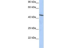 WB Suggested Anti-CCDC16 Antibody Titration:  0. (CCDC16 antibody  (N-Term))
