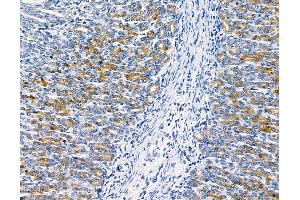 ABIN6261381 and ABIN6278681 at 1/100 staining rat stomach tissue by IHC-P. (DUSP14 antibody  (Internal Region))