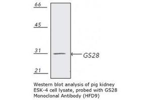 Image no. 1 for anti-Golgi SNAP Receptor Complex Member 1 (GOSR1) antibody (ABIN364104) (GS28 antibody)
