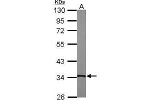 WB Image Sample (50 ug of whole cell lysate) A: mouse heart 10% SDS PAGE antibody diluted at 1:1000 (TSFM antibody)